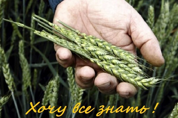 Полезные свойства цельнозерновых продуктов.