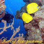 красное море египет