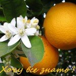 Магические свойства апельсина