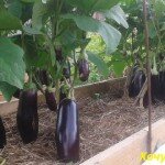 Советы по выращиванию баклажан