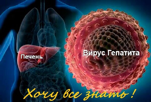 гепатит B