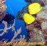 красное море египет