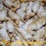 Как лепить рогалики и сколько выпекать