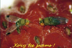 Муха малинная