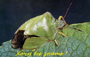 зеленый древесный клоп